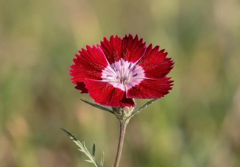 Ankara Sevgi Çiçeği