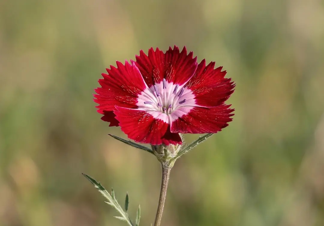 Ankara Sevgi Çiçeği
